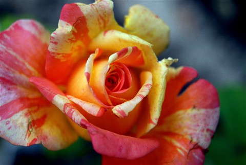 Tropical Sunset rose (high centred)